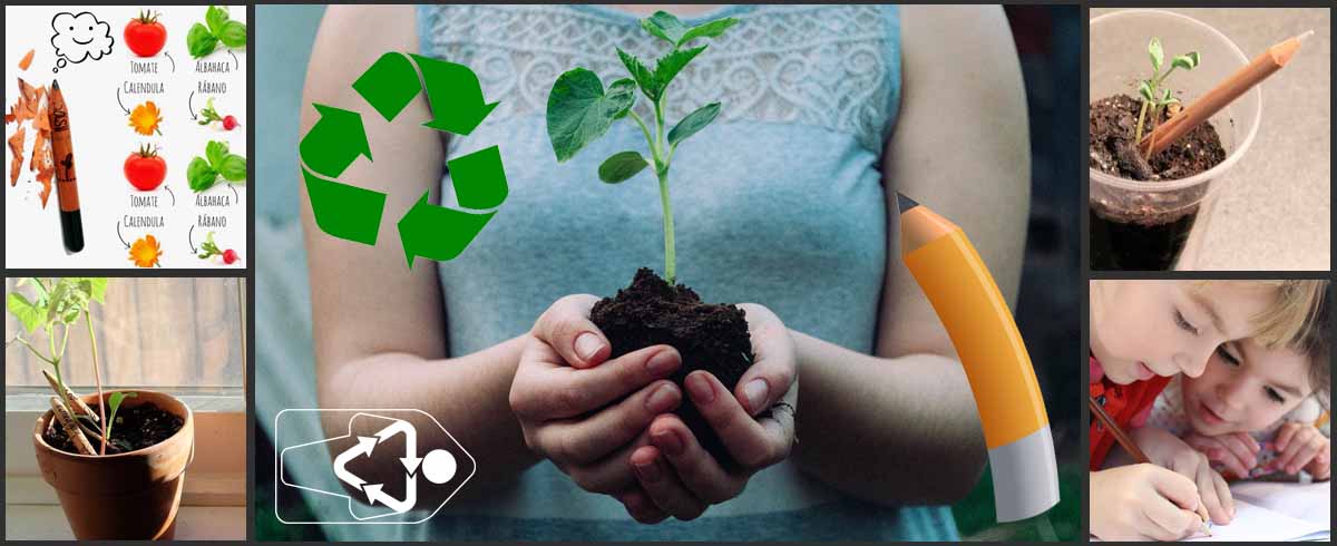 Sprout lápiz plantable es ideal para educación ambiental